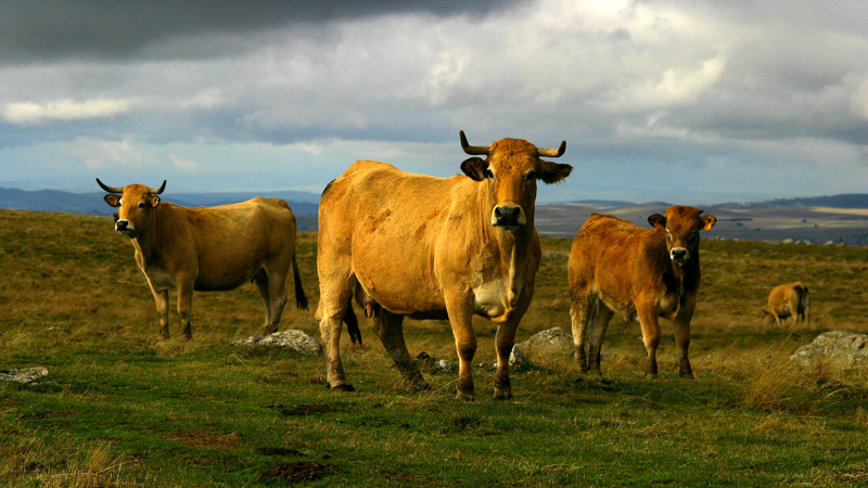 top3-2-aveyron.jpg